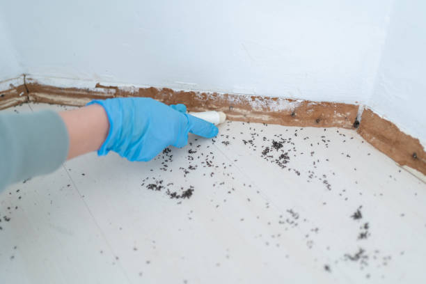 Best Affordable Pest Control Services  in Burnettown, SC